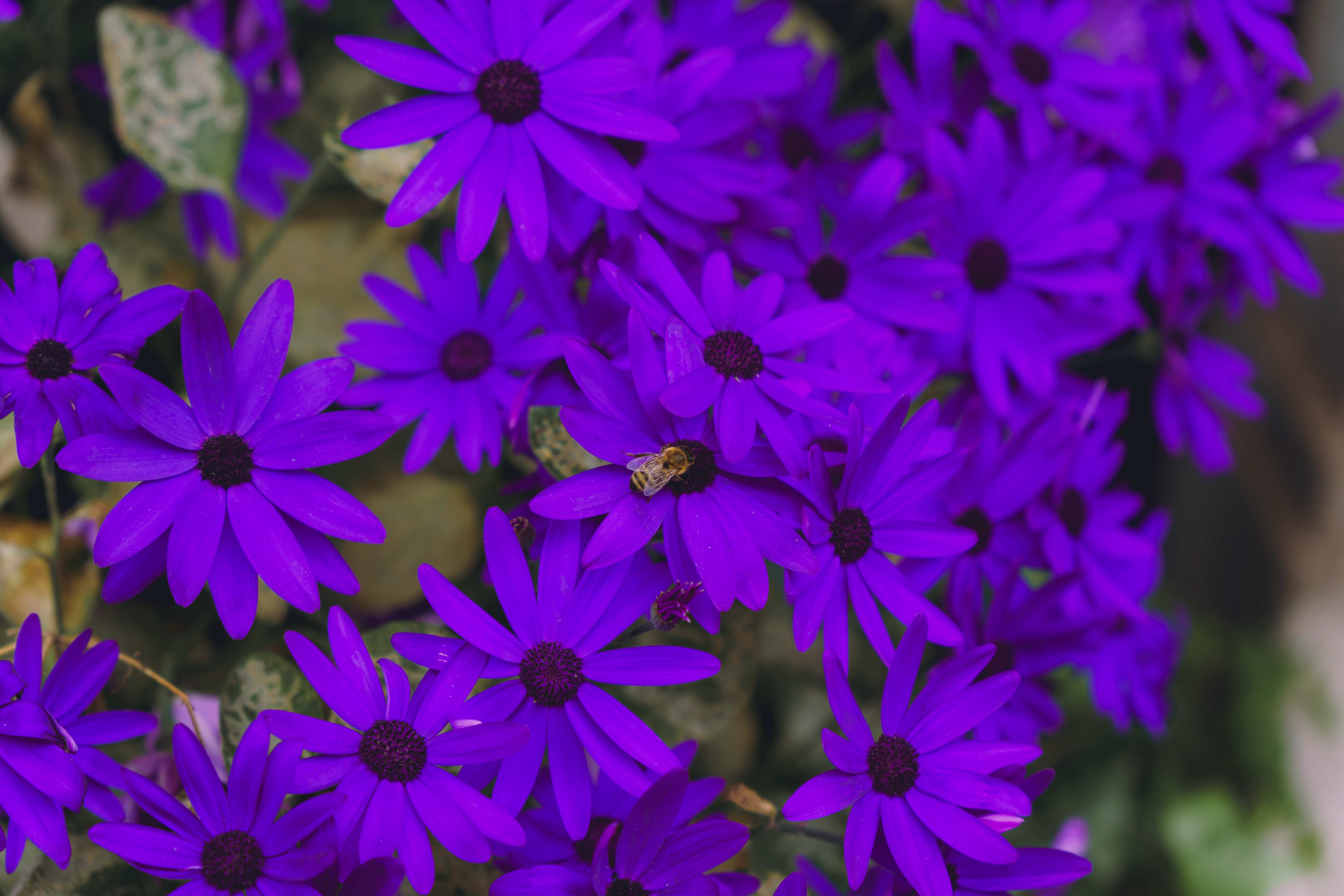 Purple Flowers With A Bee